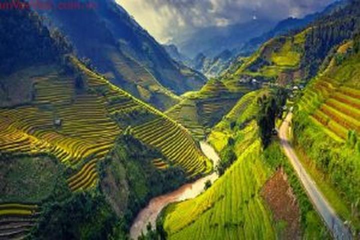 Bonobo: Nguồn Gốc Tiến Hóa Của Ngôn Ngữ Con Người?